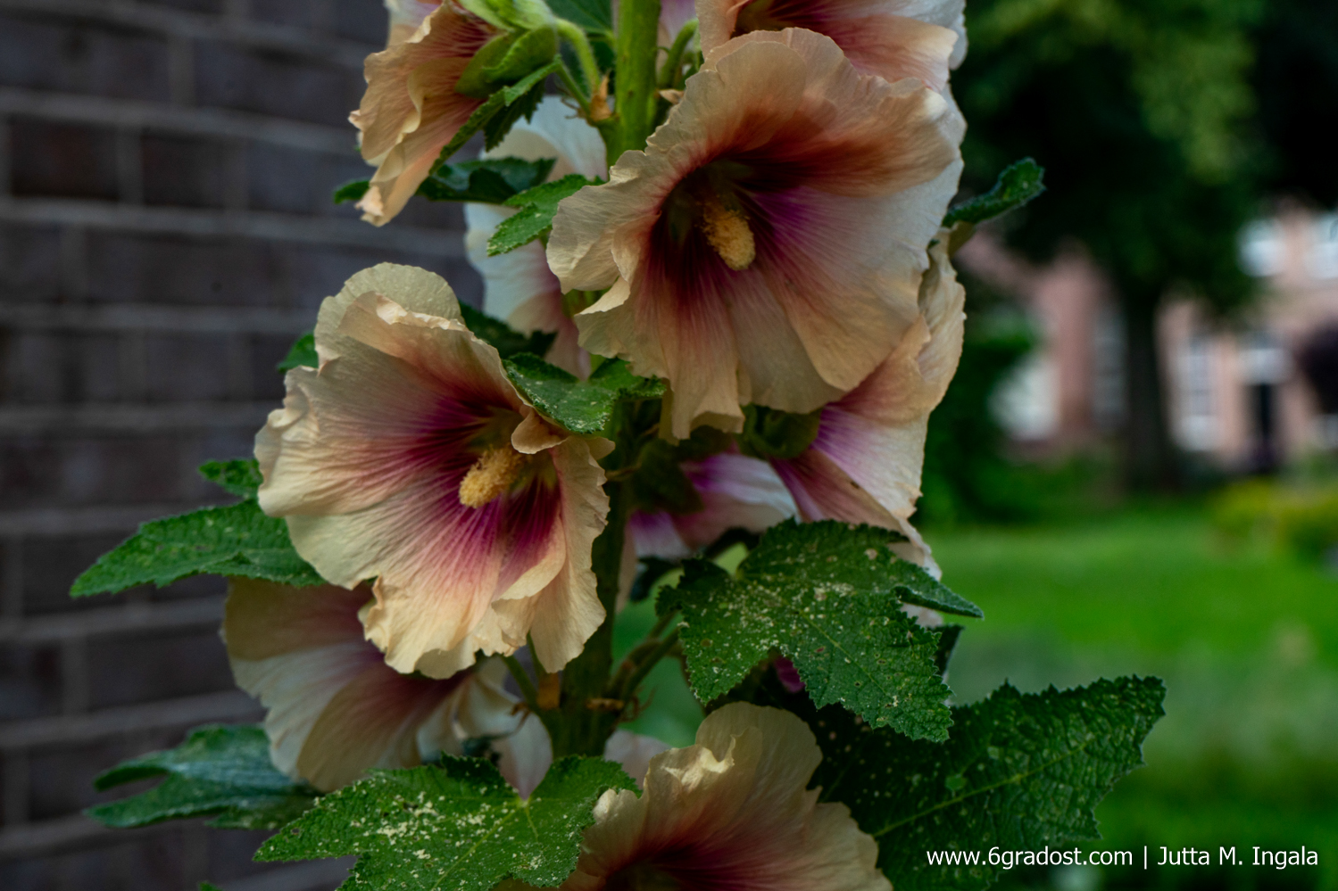 Stockrosen in Zutphens Hofjes
